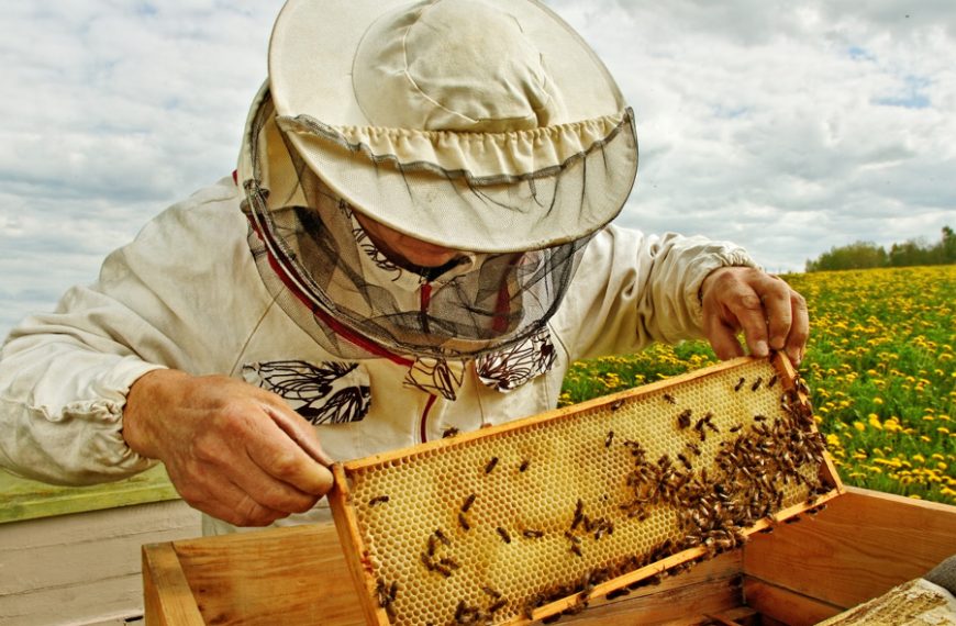 Пасічники та аграрії обговорили алгоритм дій щодо підтримки бджолярства у Черкаській області